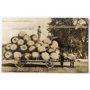 Colorado CO‎ Giant Apples Tall Tale Exaggeration William H. Martin c1910s RPPC